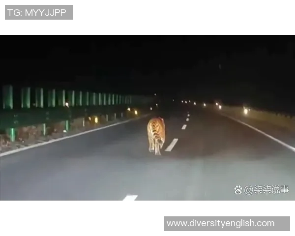 山东高速再添新星，备战季后赛迎来利好